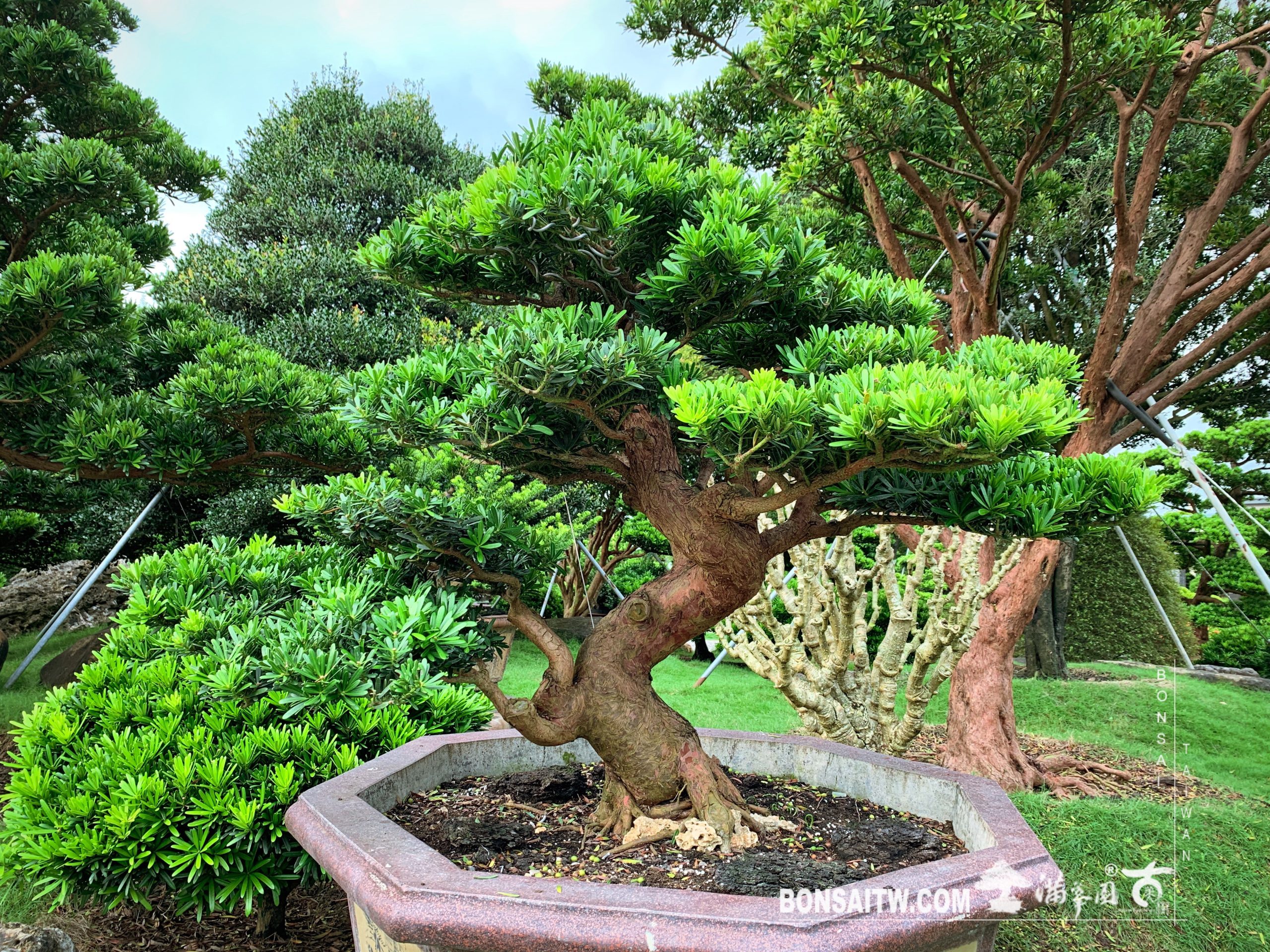 img 2302 [晶鑽羅漢松] 整理 晶鑽羅漢松(Diamond Podocarpus costalis)