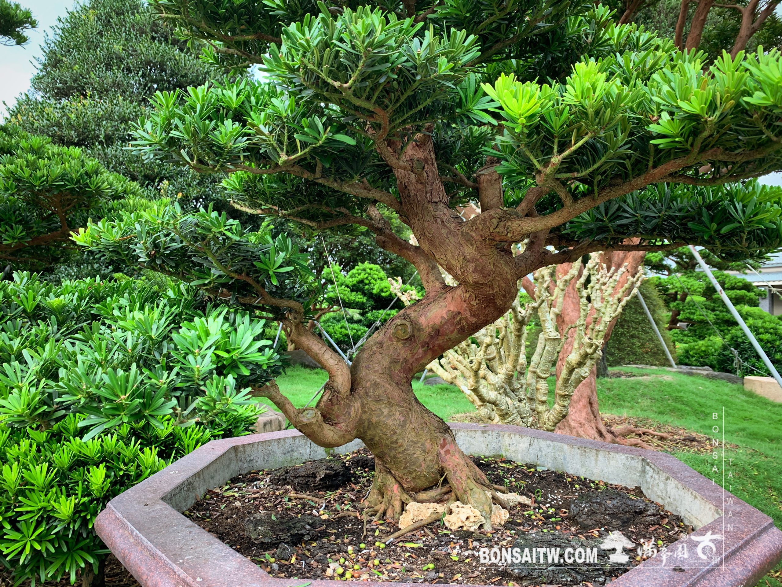 img 2303 [晶鑽羅漢松] 整理 晶鑽羅漢松(Diamond Podocarpus costalis)