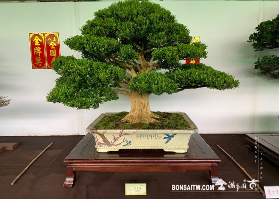 img 2416 [展覽] 2019港都壽山展 展覽(Exhibition)