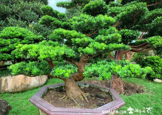 img 2552 [晶鑽羅漢松] 整理 大型盆栽(Grand Bonsai)