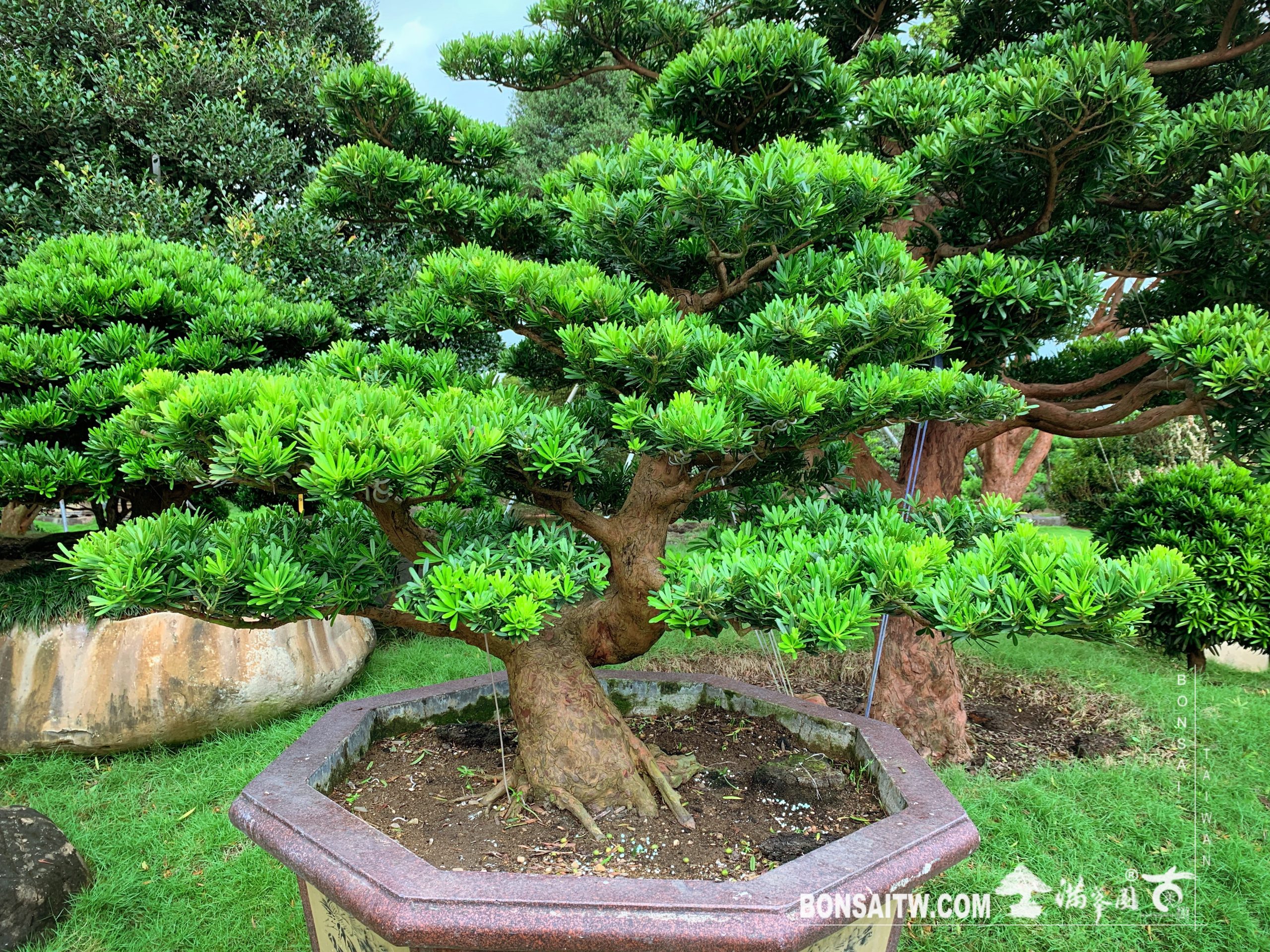 img 2552 [晶鑽羅漢松] 整理 晶鑽羅漢松(Diamond Podocarpus costalis)