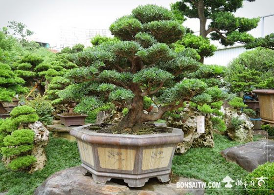 img 2621 1 [羅漢松]等待，是為了下一次的蛻變(23) 等待，是為了下一次的蛻變