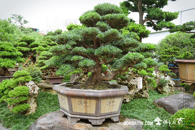 img 2621 1 [羅漢松]等待，是為了下一次的蛻變(23) 蛻變專題(The plan)