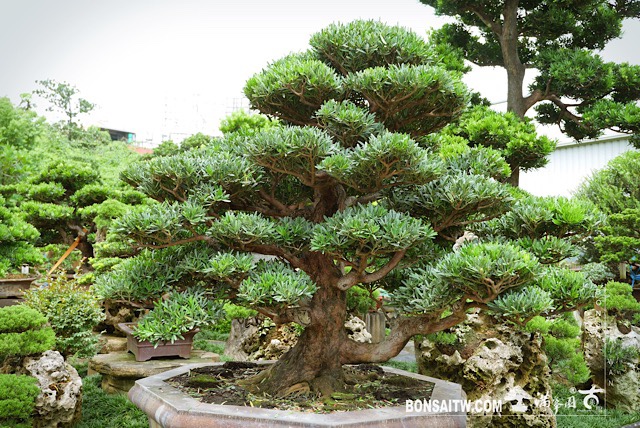 img 2622 [羅漢松]等待，是為了下一次的蛻變(23) 蛻變專題(The plan)