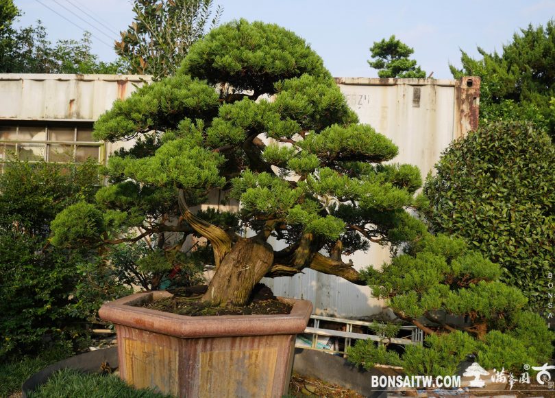 img 2653 [真柏]豐富自己，就是彩色人生。