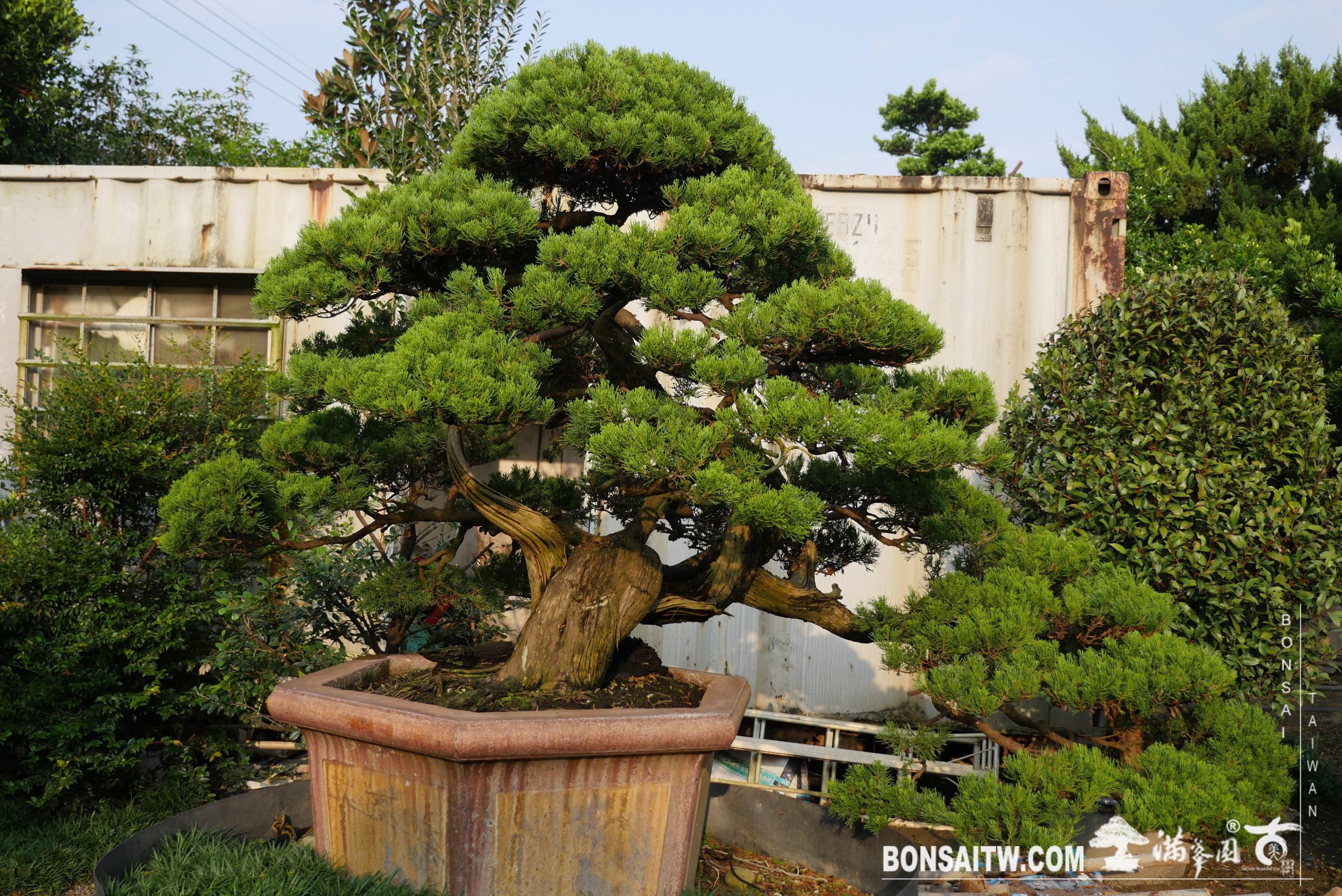 img 2653 [真柏]豐富自己，就是彩色人生。