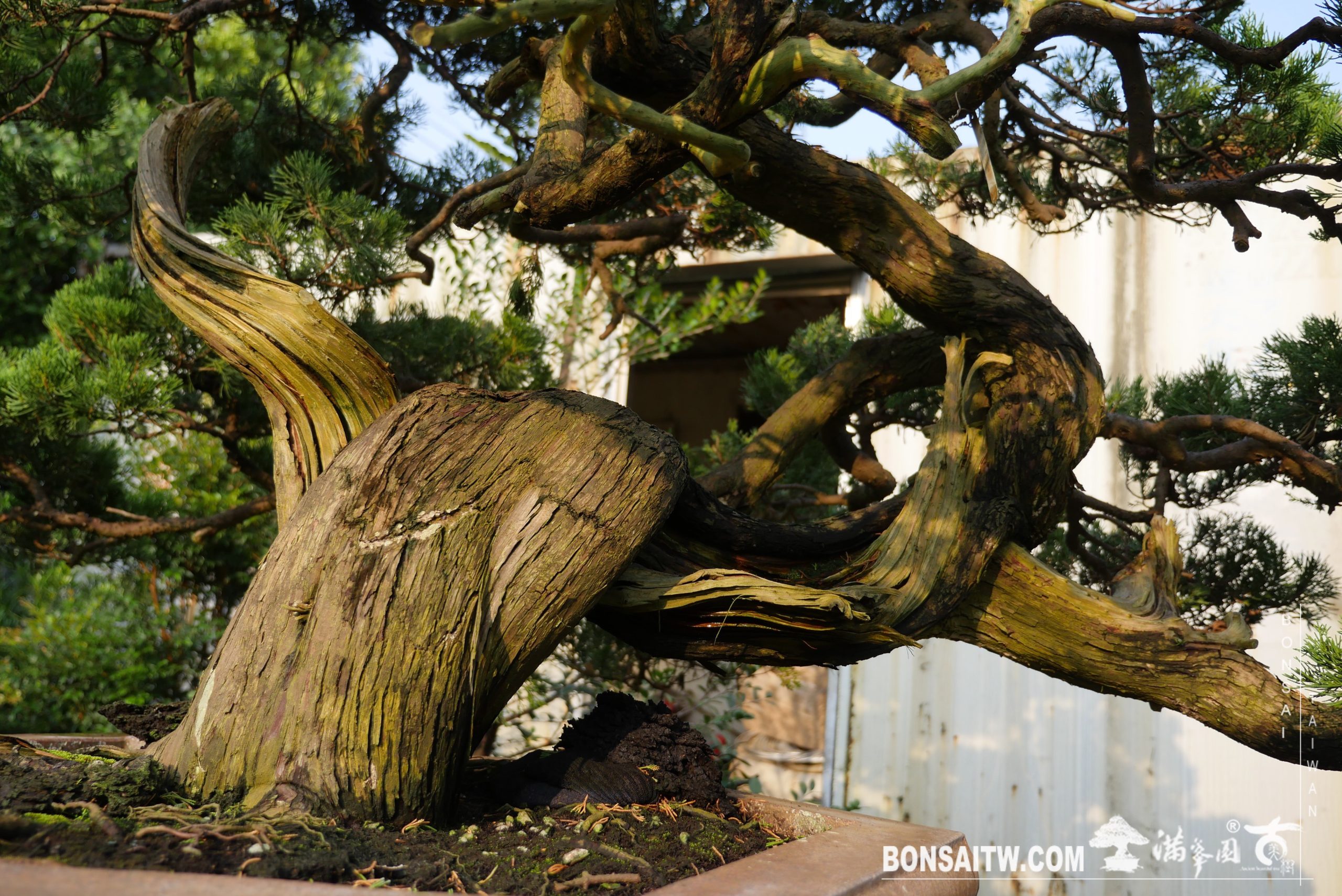 img 2654 [真柏]豐富自己，就是彩色人生。