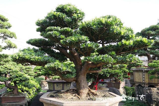 img 2875 [羅漢松]等待，是為了下一次的蛻變(24) 蛻變專題(The plan)