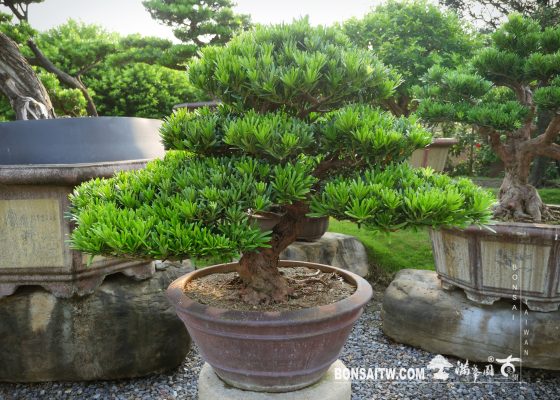 img 2941 [羅漢松] 整理 羅漢松(Podocarpus costalis)