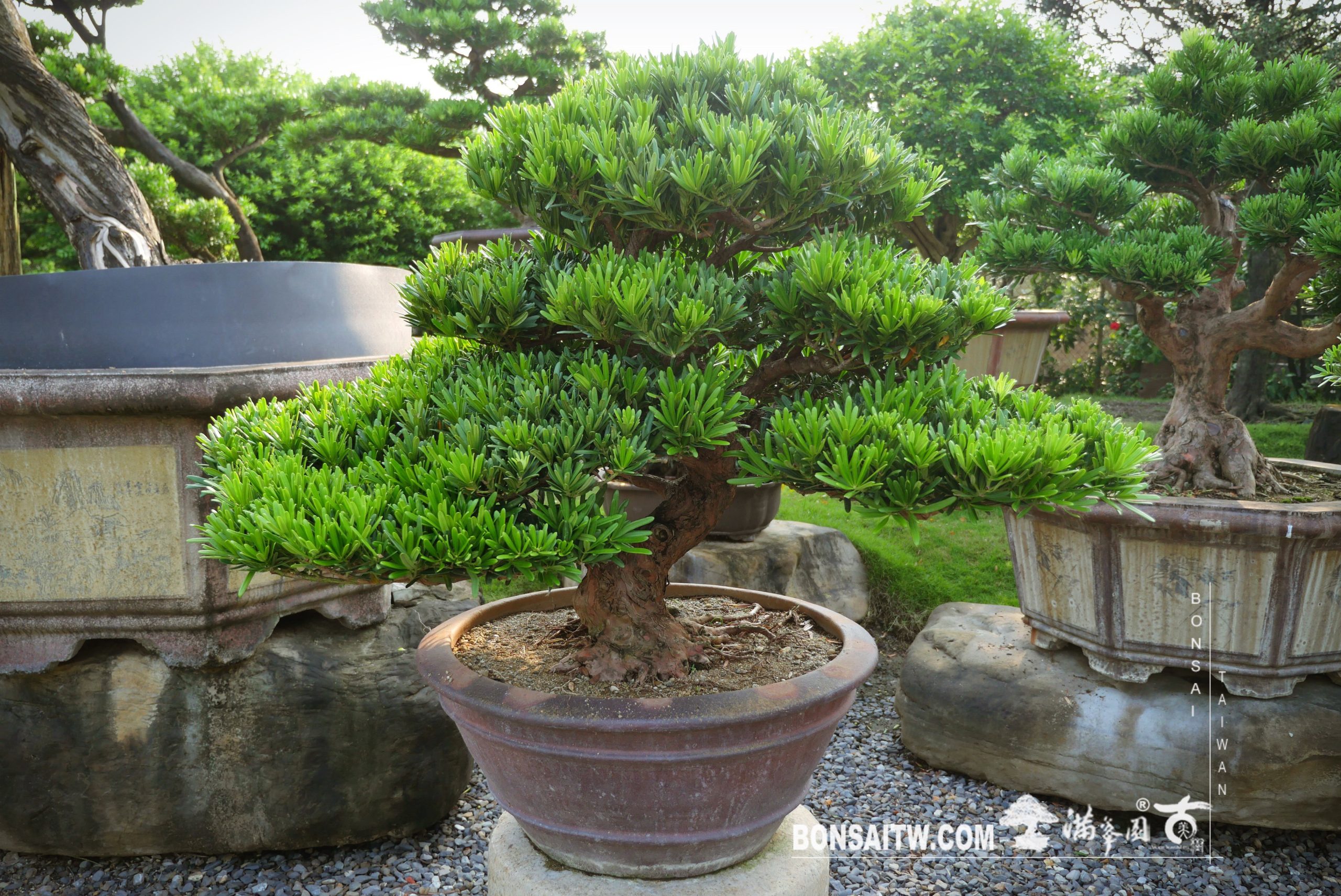 img 2941 [羅漢松] 整理