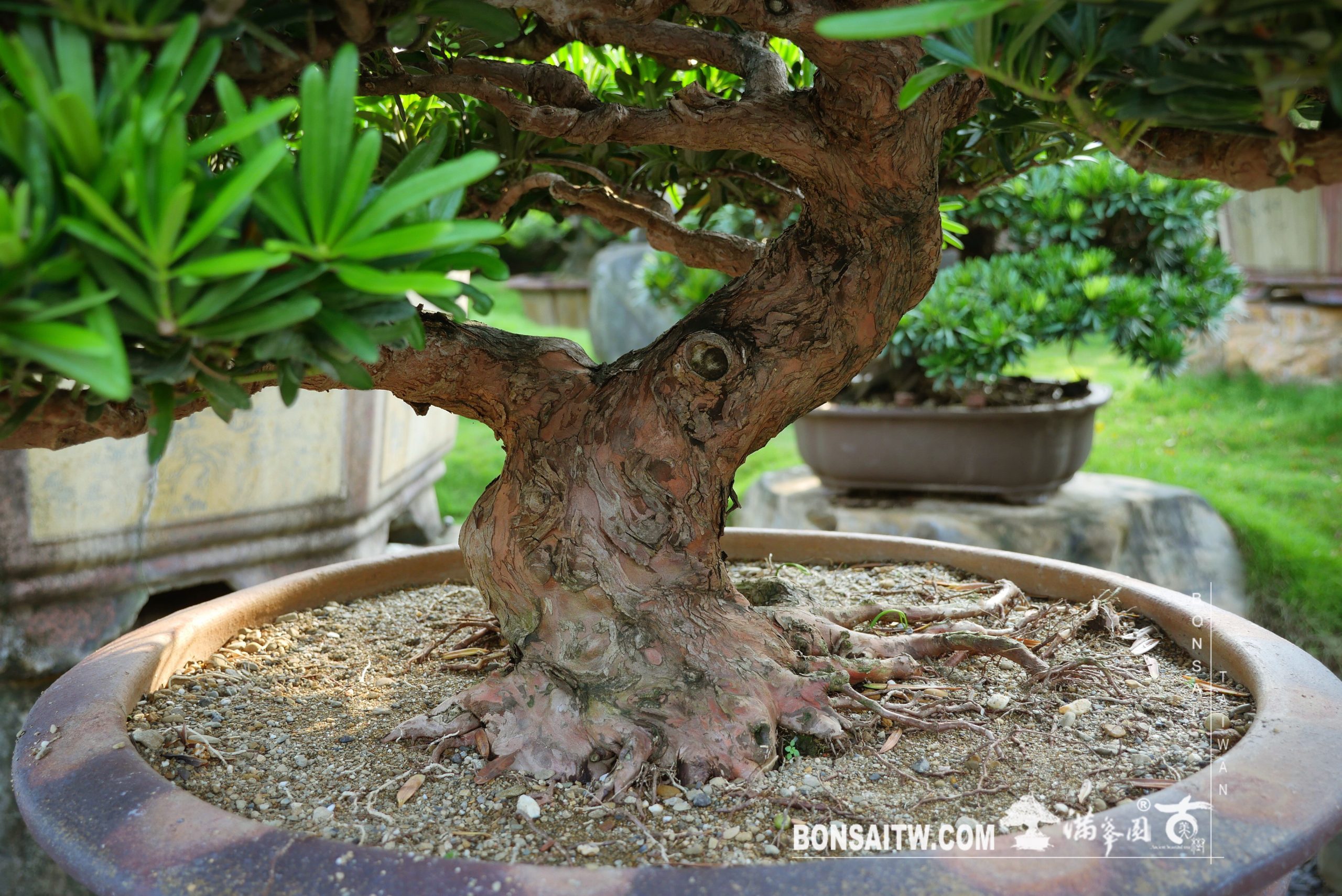 img 2942 [羅漢松] 整理