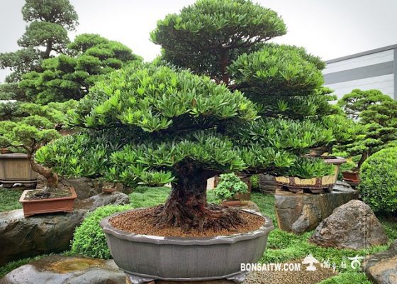 img 2968 1 [羅漢松]等待，是為了下一次的蛻變(9) 等待，是為了下一次的蛻變