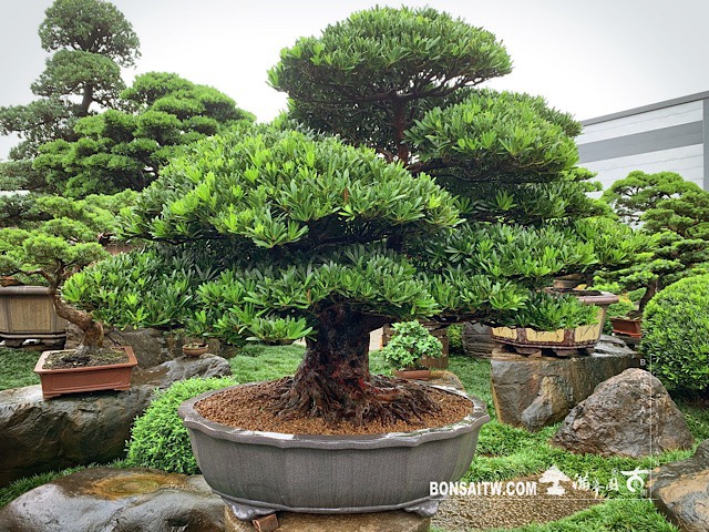 img 2968 [羅漢松]等待，是為了下一次的蛻變(9) 蛻變專題(The plan)