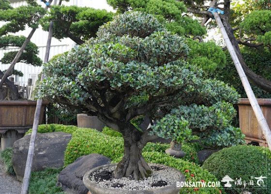 img 3257 [象牙樹]等待，是為了下一次的蛻變(27) 影片(Video)