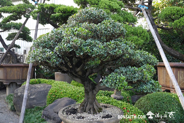 img 3257 [象牙樹]等待，是為了下一次的蛻變(27) 盆栽(Bonsai)