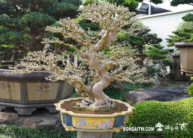 img 3381 [九重葛] 剔葉 盆栽(Bonsai)