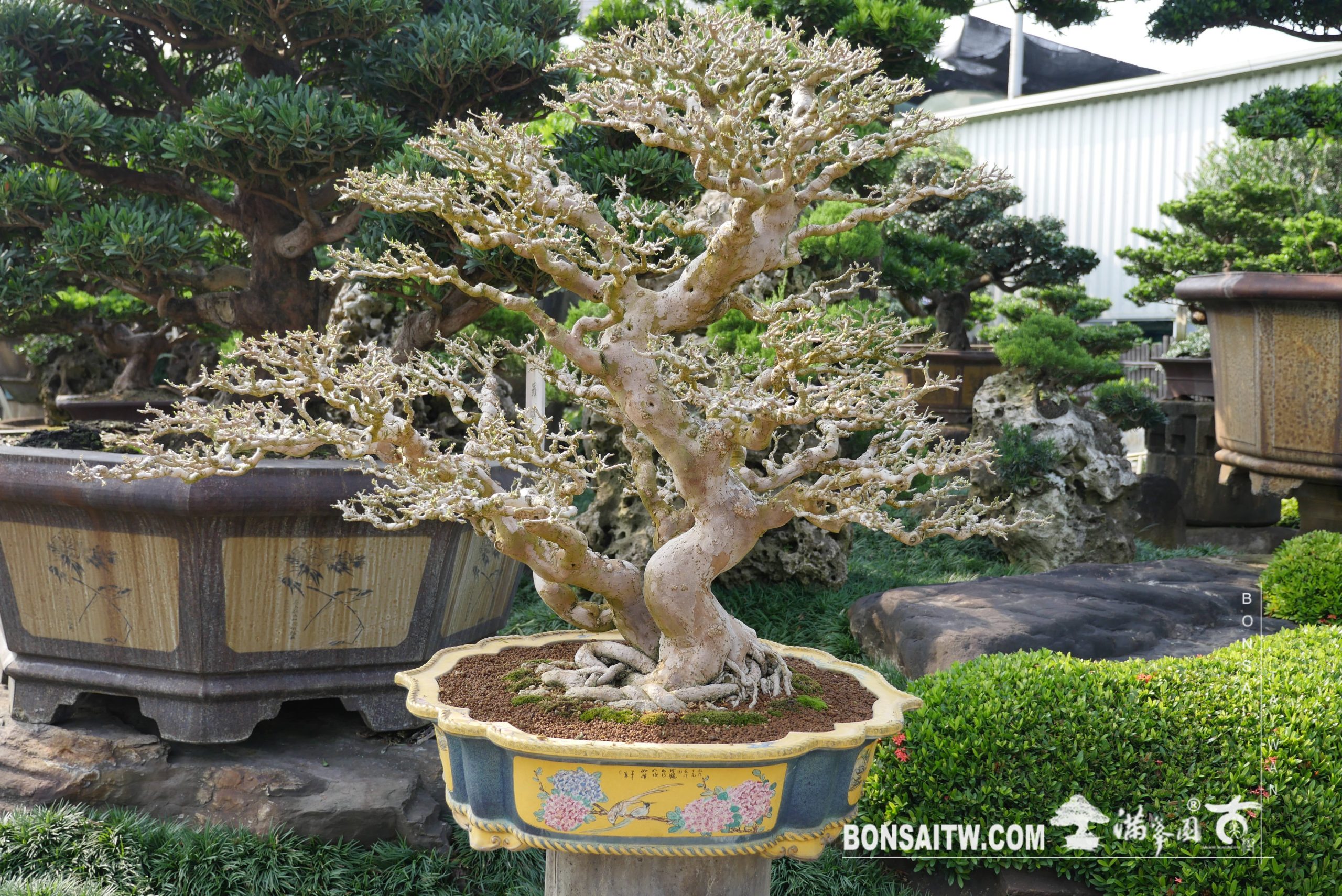 img 3381 [九重葛] 剔葉 盆栽(Bonsai)