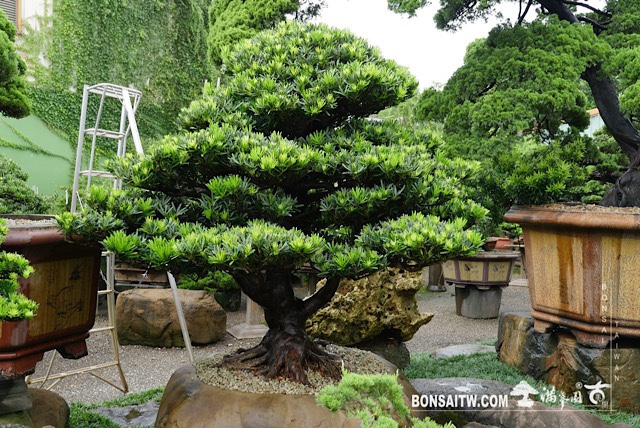 img 3459 [羅漢松]等待，是為了下一次的蛻變(1) 蛻變專題(The plan)