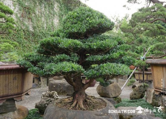 img 3460 1 [羅漢松]等待，是為了下一次的蛻變(1) 等待，是為了下一次的蛻變