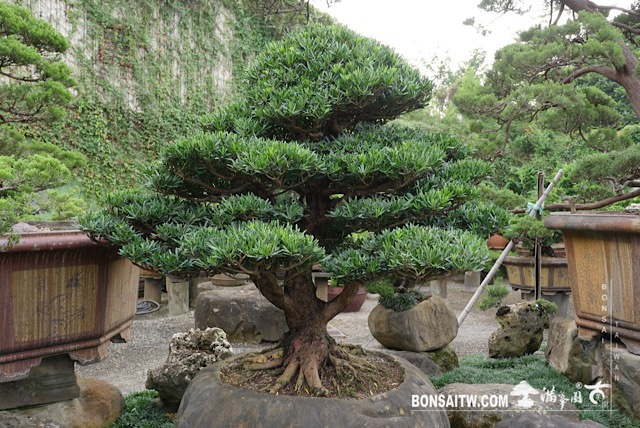 img 3460 1 [羅漢松]等待，是為了下一次的蛻變(1) 蛻變專題(The plan)