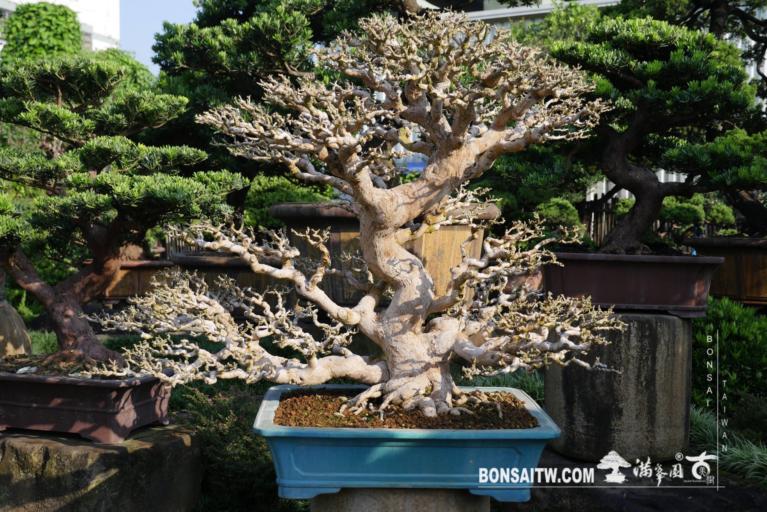 img 3536 [九重葛] 剔葉 盆栽(Bonsai)