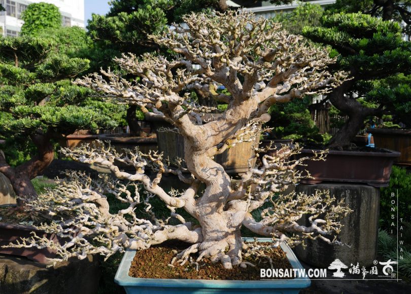 img 3537 [九重葛] 剔葉 盆栽(Bonsai)