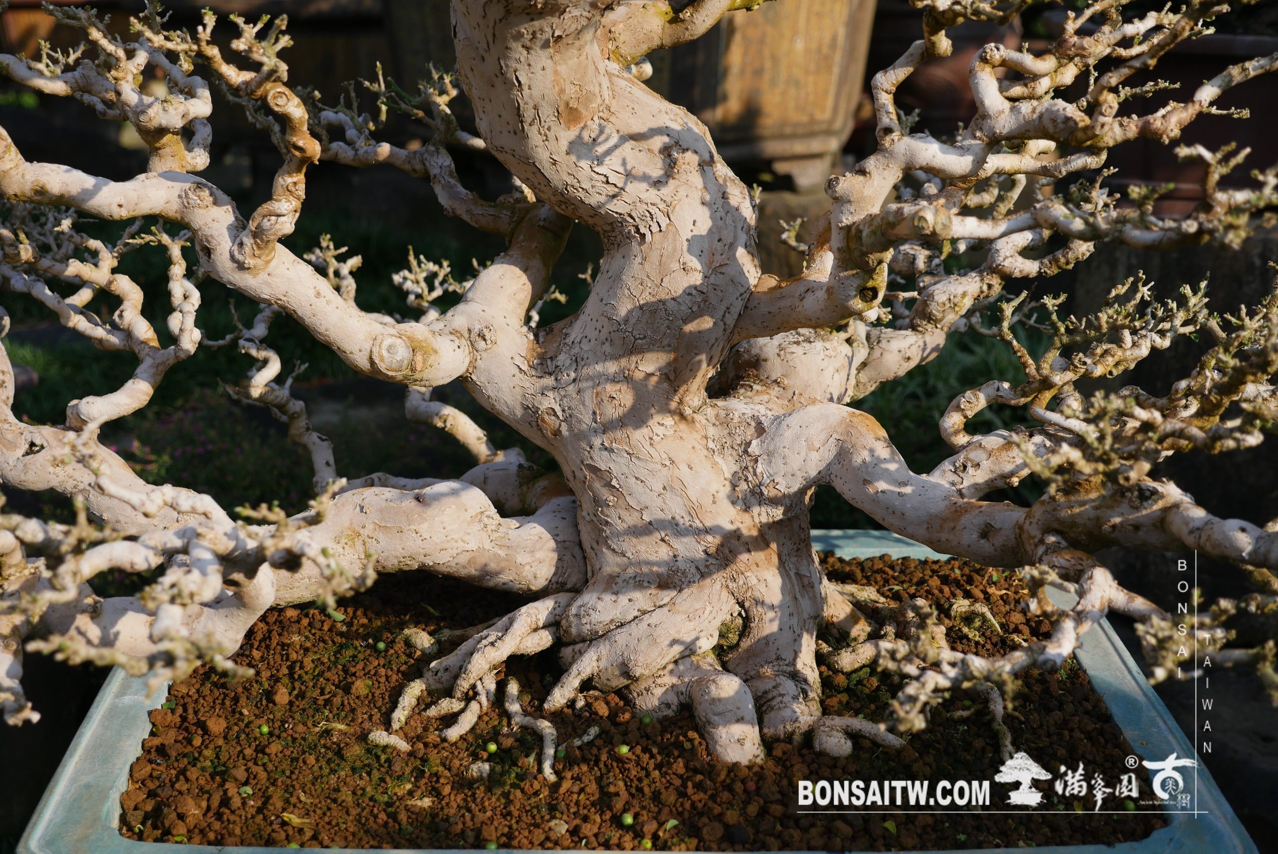 img 3538 [九重葛] 剔葉 盆栽(Bonsai)