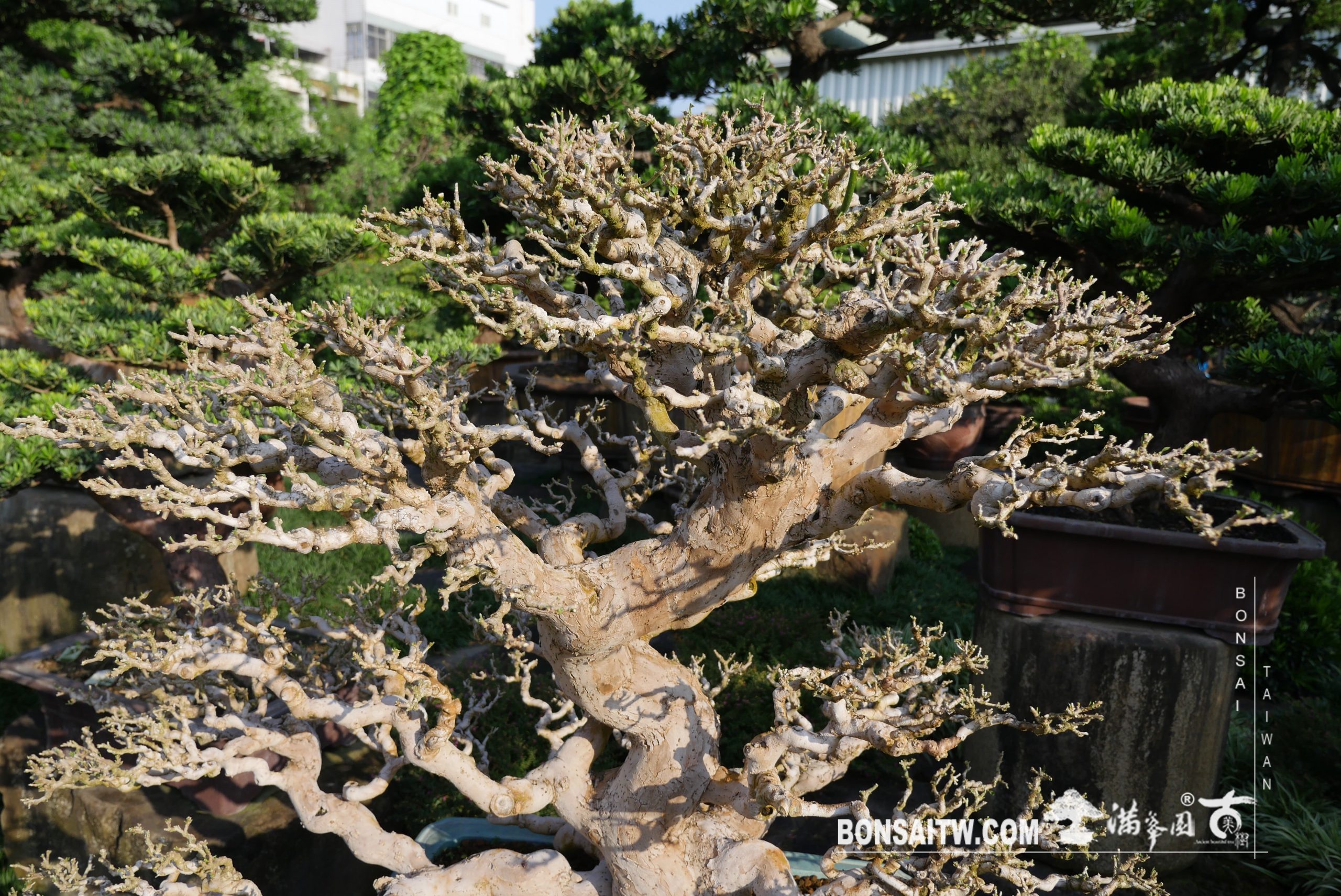 img 3540 [九重葛] 剔葉 盆栽(Bonsai)