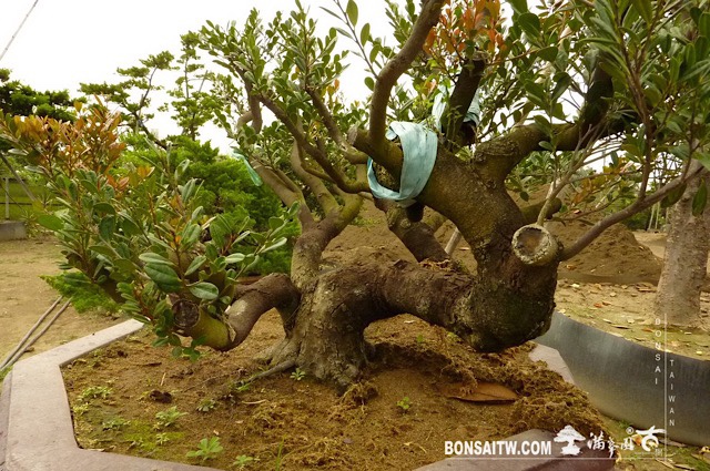 img 3637 [象牙樹]等待，是為了下一次的蛻變(28) 蛻變專題(The plan)