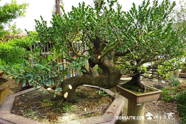 img 3638 [象牙樹]等待，是為了下一次的蛻變(28) 蛻變專題(The plan)