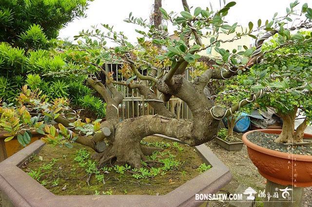 img 3639 [象牙樹]等待，是為了下一次的蛻變(28) 蛻變專題(The plan)