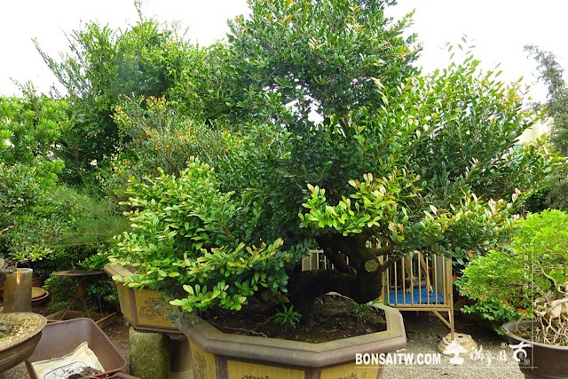 img 3640 [象牙樹]等待，是為了下一次的蛻變(28) 蛻變專題(The plan)