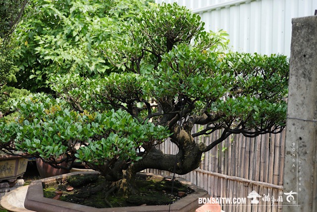 img 3642 [象牙樹]等待，是為了下一次的蛻變(28) 蛻變專題(The plan)