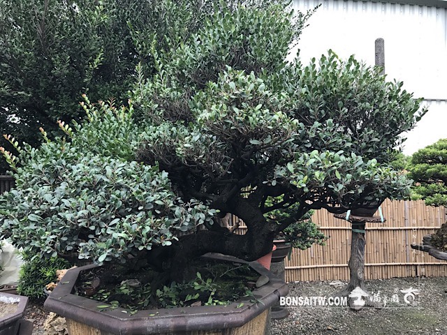 img 3643 [象牙樹]等待，是為了下一次的蛻變(28) 蛻變專題(The plan)