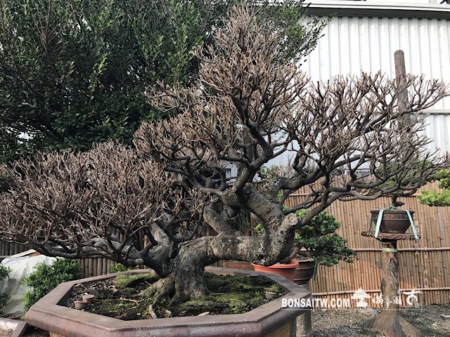 img 3645 [象牙樹]等待，是為了下一次的蛻變(28) 蛻變專題(The plan)