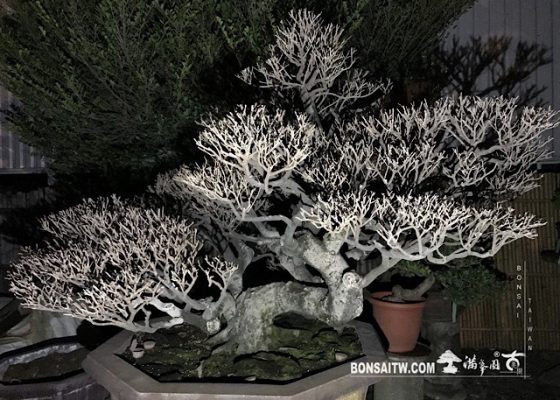 img 3647 2 [象牙樹]等待，是為了下一次的蛻變(28) 象牙樹(Diospyros ferrea)