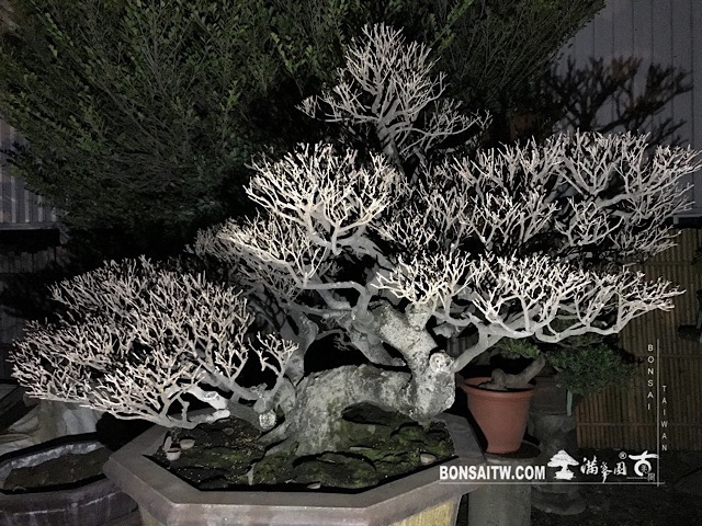 img 3647 [象牙樹]等待，是為了下一次的蛻變(28) 蛻變專題(The plan)