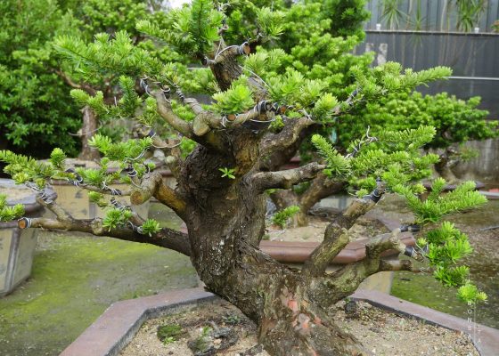 img 3753 [晶鑽羅漢松] 培養中的晶鑽羅漢松 羅漢松(Podocarpus costalis)