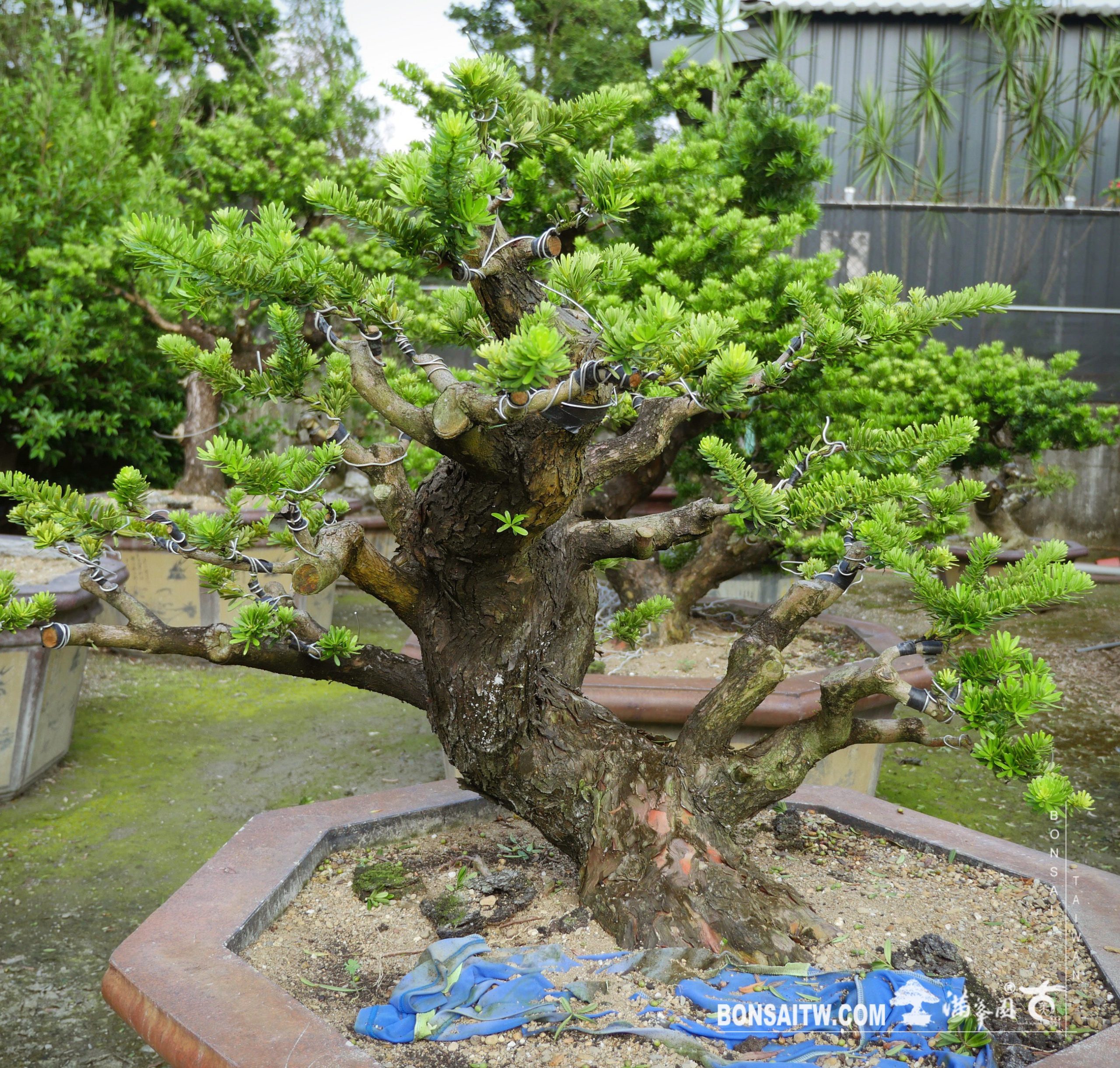 img 3753 [晶鑽羅漢松] 培養中的晶鑽羅漢松 羅漢松(Podocarpus costalis)