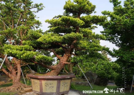 img 3880 [羅漢松] 整理 大型庭園樹專區(Garden Tree)
