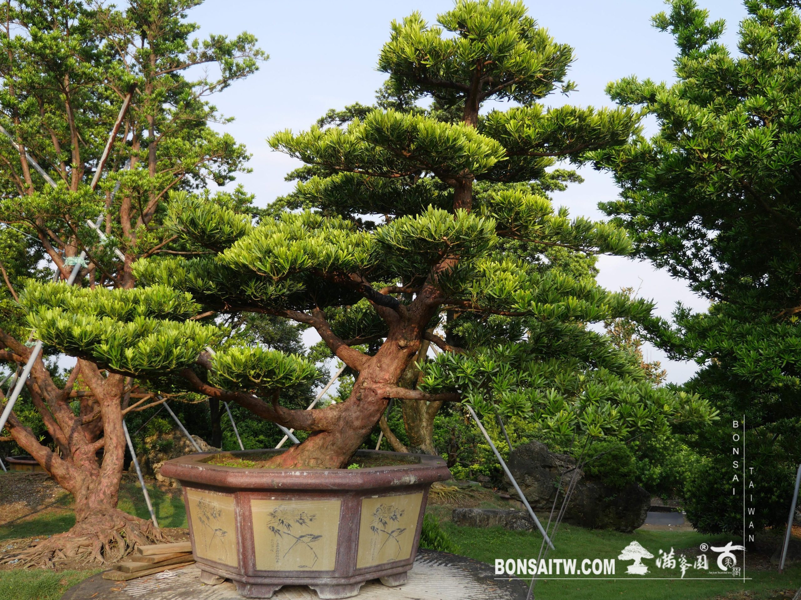 img 3880 [羅漢松] 整理 大型庭園樹專區(Garden Tree)