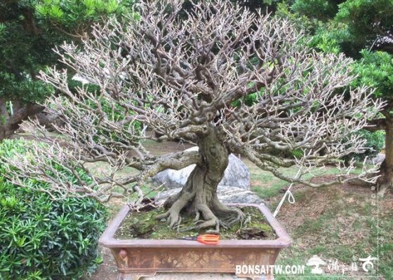 001 [象牙樹]等待，是為了下一次的蛻變(33) 等待，是為了下一次的蛻變