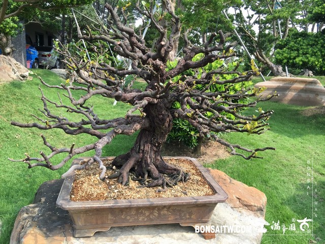 004 [象牙樹]等待，是為了下一次的蛻變(33) 蛻變專題(The plan)