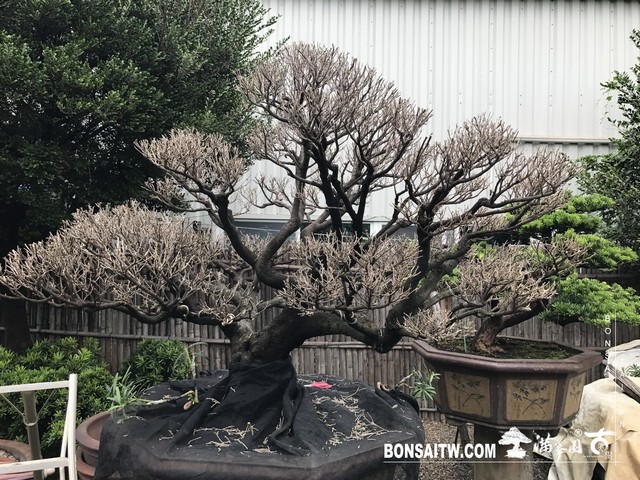 012 2 [象牙樹]等待，是為了下一次的蛻變(32) 盆栽(Bonsai)