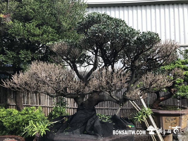023 [象牙樹]等待，是為了下一次的蛻變(32) 盆栽(Bonsai)