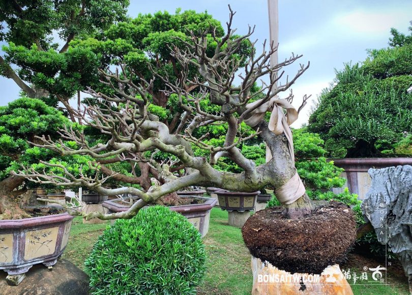 0497f39d 7f09 4c2d a43b d8ccb8318cee [象牙樹]換土整根換盆