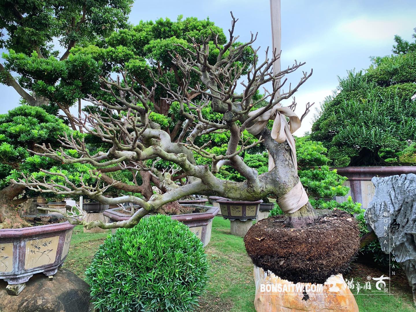 0497f39d 7f09 4c2d a43b d8ccb8318cee [象牙樹]換土整根換盆