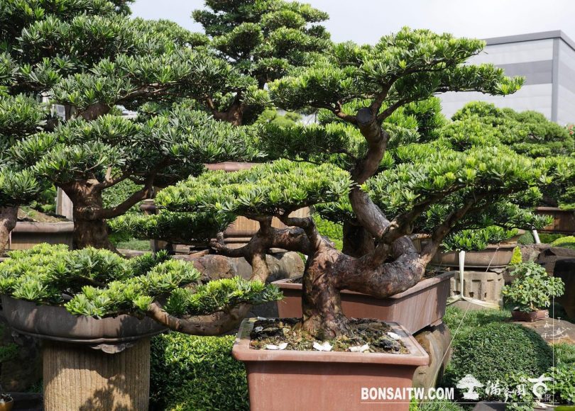 076df094 1219 464e af45 9d5f14fa7117 [晶鑽羅漢松] 整理 晶鑽羅漢松(Diamond Podocarpus costalis)