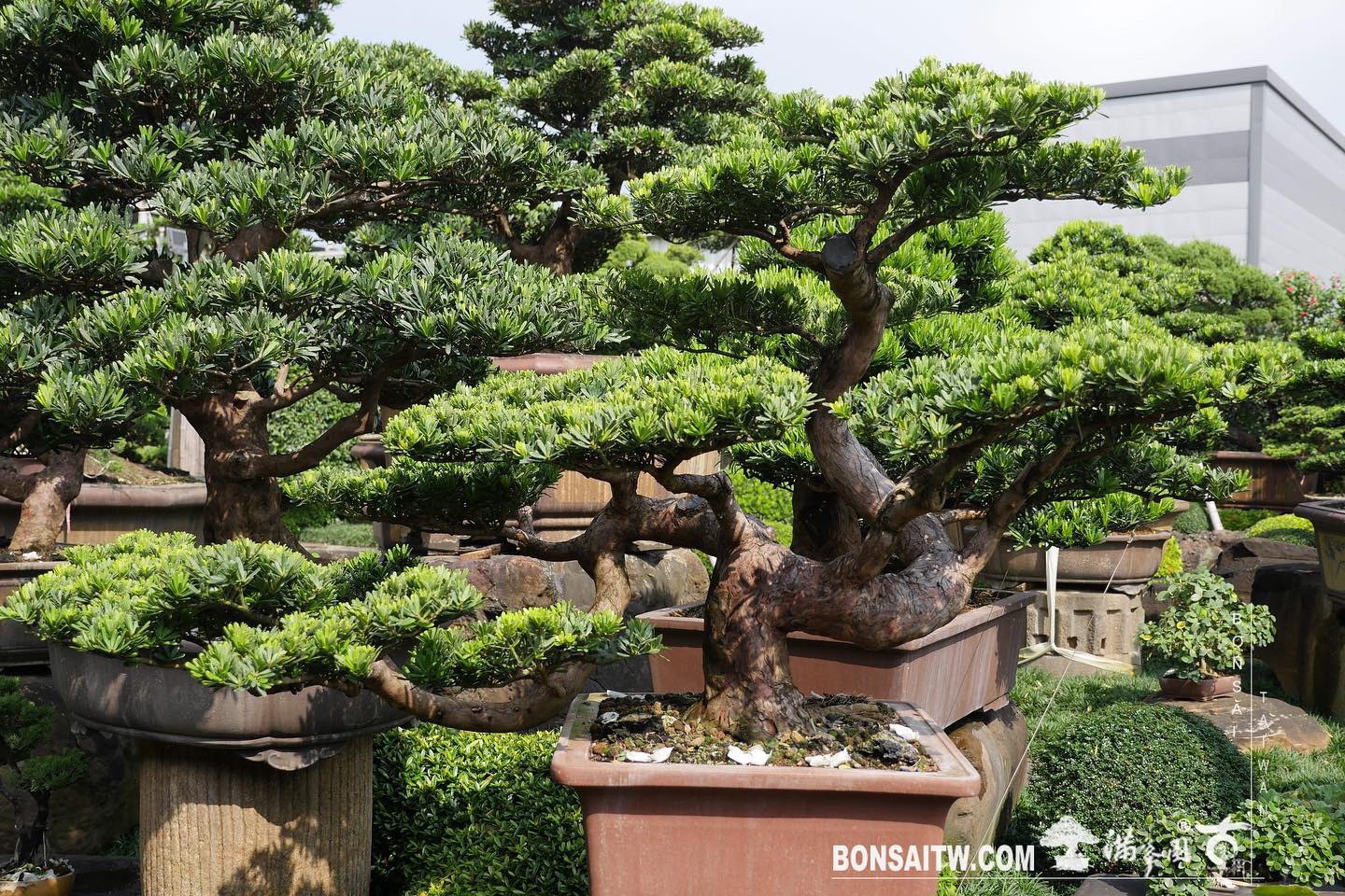 076df094 1219 464e af45 9d5f14fa7117 [晶鑽羅漢松] 整理 晶鑽羅漢松(Diamond Podocarpus costalis)