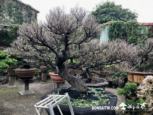 091 [象牙樹]等待，是為了下一次的蛻變(31) 盆栽(Bonsai)